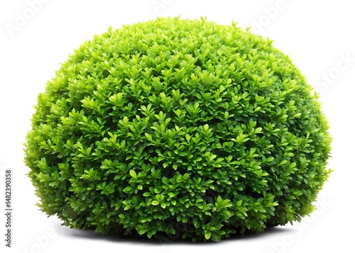 Thick light green bush with fine leaves
