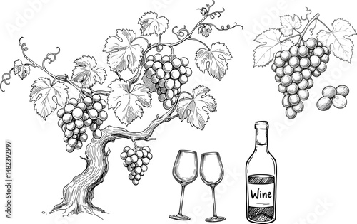 Grapevine and wine illustration on transparent background