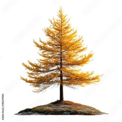 Larch Tamarack isolated on transparent background
