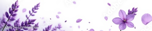 Isolated lavender flowers and falling petals on white, summer, isolated, spring