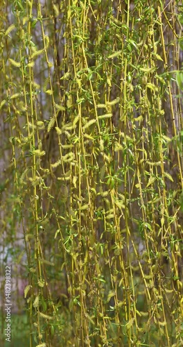 Weeping willow branches gently swaying in slow motion