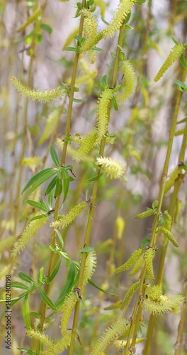 Weeping willow branches gently swaying in slow motion