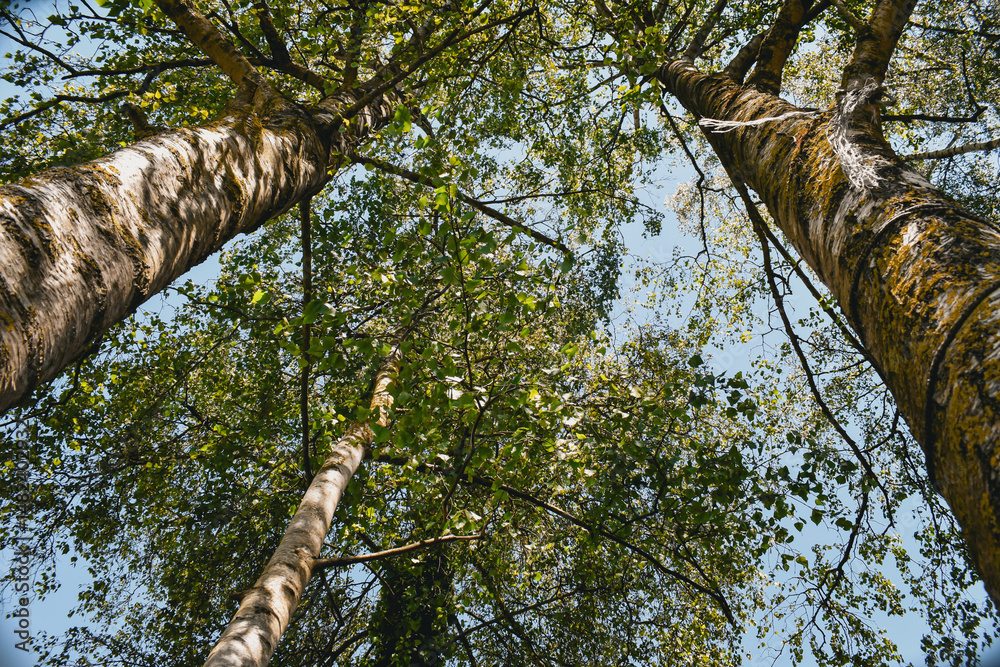 Fototapeta premium Tronc, branche et feuilles de bouleau (betula pendula) en contre-plongée