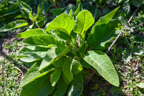 Wallpaper Mural Une plante sauvage en bordure de pâture, peut-être de la consoude (symphytum sp), une sauge (salvia sp) ou une espèce de molène (verbascum sp) Torontodigital.ca
