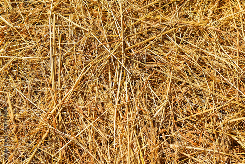 Foin jaune à longs brins posé au sol. Long-stranded yellow hay lying on the ground.
