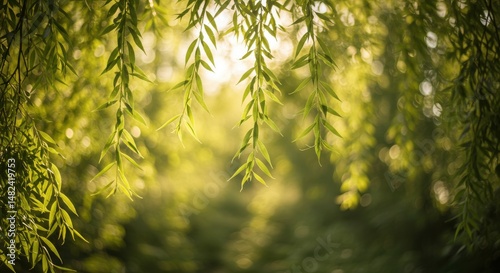 Lush green willow branches cascading gently in a serene forest setting