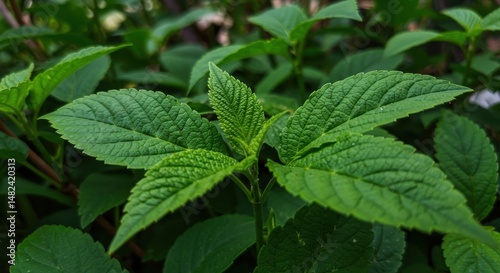 Close-up of vibrant green leaves showcasing intricate textures in a natural setting
