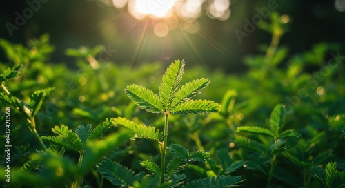 Close-up of vibrant green plants illuminated by sunlight in a serene setting