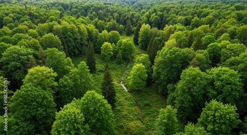 Lush Green Forest Landscape with Stream Flowing Through, Nature's Serenity
