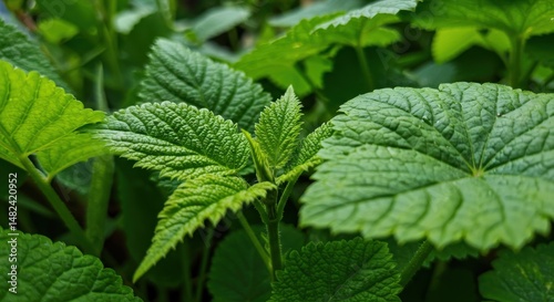 Lush Green Leaves of Various Plants Growing Vibrantly in a Garden Setting
