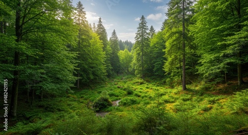 Lush Green Forest Landscape with Stream Flowing Through Verdant Underbrush