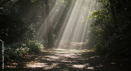 Serene forest path illuminated by sunlight beams, showcasing nature's tranquility