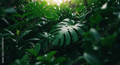 Lush green foliage with prominent Monstera leaves illuminated by sunlight