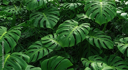 Lush green Monstera leaves create a vibrant foliage background in nature