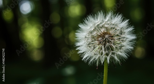Close-up of a dandelion seed head against a blurred green forest background