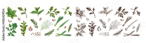 Hand drawn vintage sketch of fresh herbs and spices set with colored and monochrome versions in engraved style