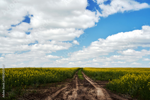 Fototapeta Naklejka Na Ścianę i Meble -  Countryside landscape with gravel road and cultivated field during spring summer