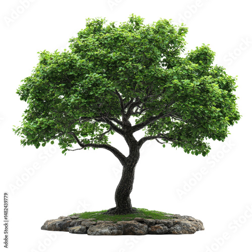 Winged Elm isolated on transparent background
