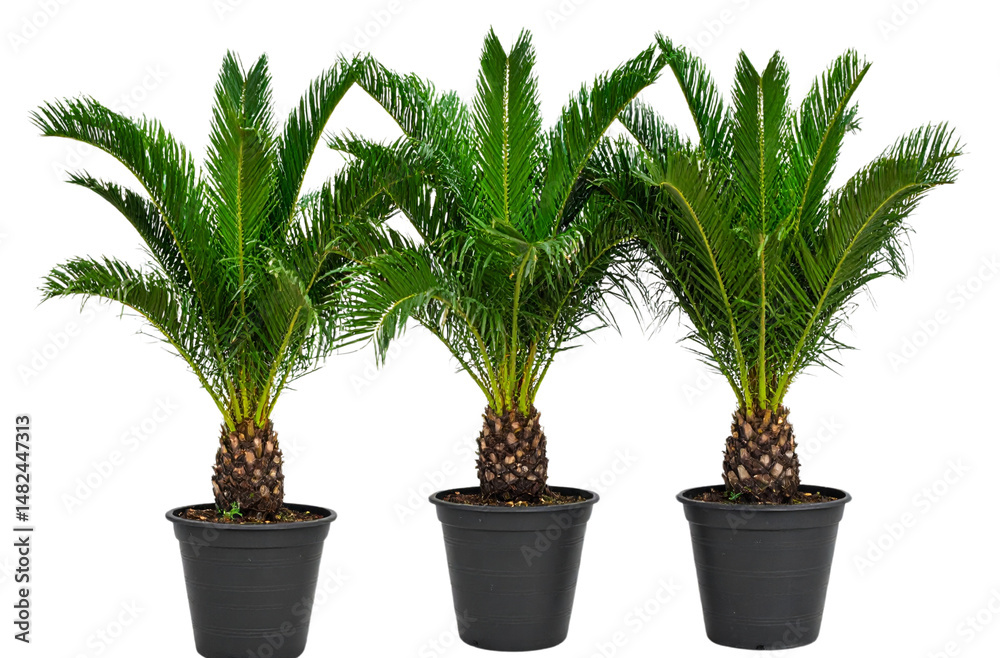 Obraz premium Three potted palm plants isolated on a transparent background
