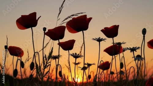 Wildflower Silhouettes Swaying Against Golden Sunset Sky, Serene Nature Evening