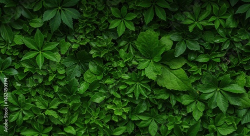 Lush Green Foliage Covering Ground in a Dense Forest Setting