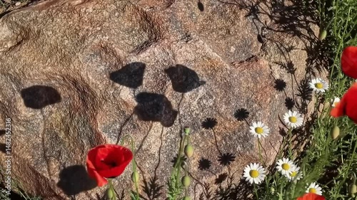 Wildflower Shadows Dancing on Ground, Subtle Breeze, Abstract Nature Light Play