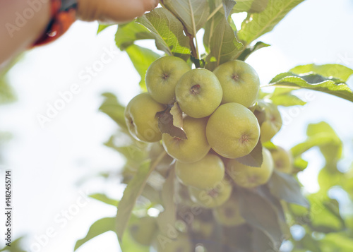Asian man hand with smartwatch holding large cluster of young apple fruits on tree branches at front yard garden in Coppell, Texas, edible landscaping urban orchard in Dallas Fort Worth metroplex photo