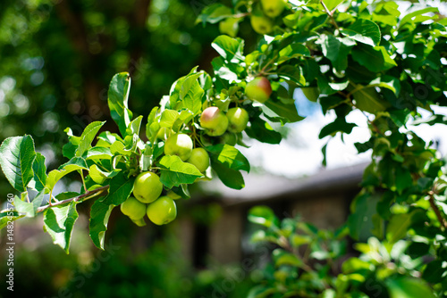 Front yard garden with apple tree load of organic young fruits cluster on branches in Coppell, Texas, edible landscaping urban orchard in Dallas Fort Worth metroplex, abundant of homegrown crops photo