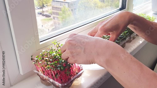 Woman cuts of the micro greens in the plastic container. Food