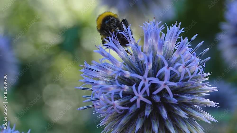 A be is collecting nectar from a purple thistle flower in full bloom