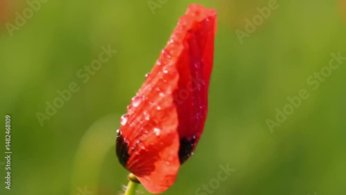 Macro Wildflower Detail: Poppy Petal Subtly Moving in Breeze, Texture Close-up