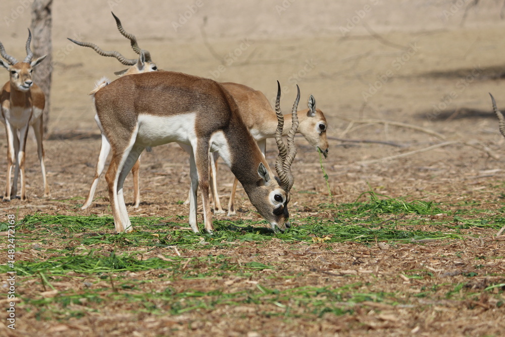 Obraz premium deer eating grass in the field