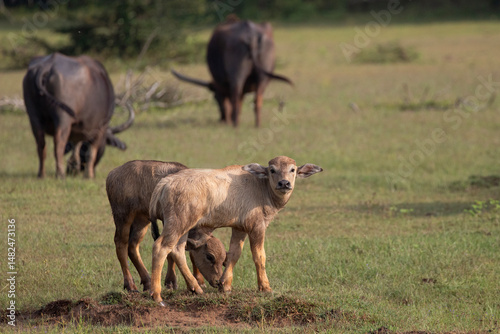 Water buffalo calves in Kumana national park staying close to the herd for protection.