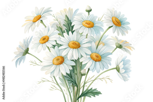 Watercolor Daisy Bouquet Isolated on Transparent Background
