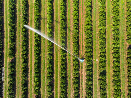 Irrigation in orange plantation on sunny day in Brazil