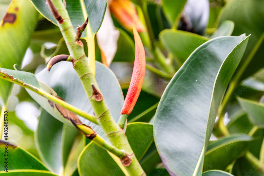 Obraz premium Ficus elastica pertenece a la familia de Moraceae.