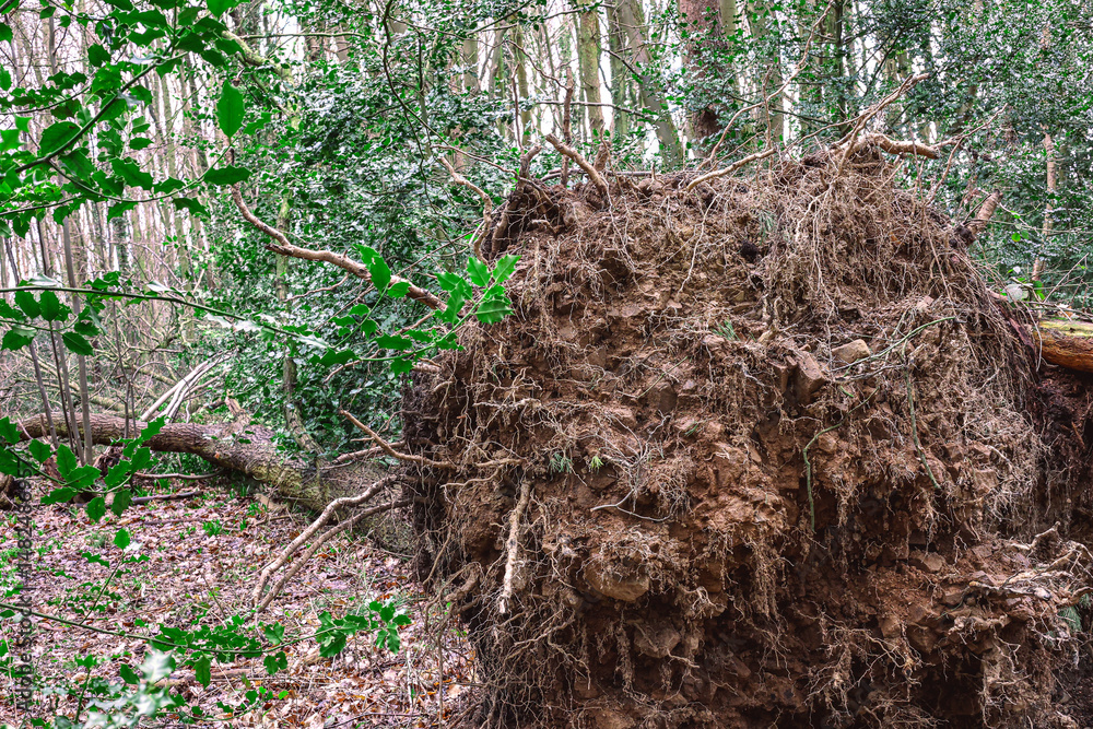 Obraz premium Fallen tree roots on the forest floor
