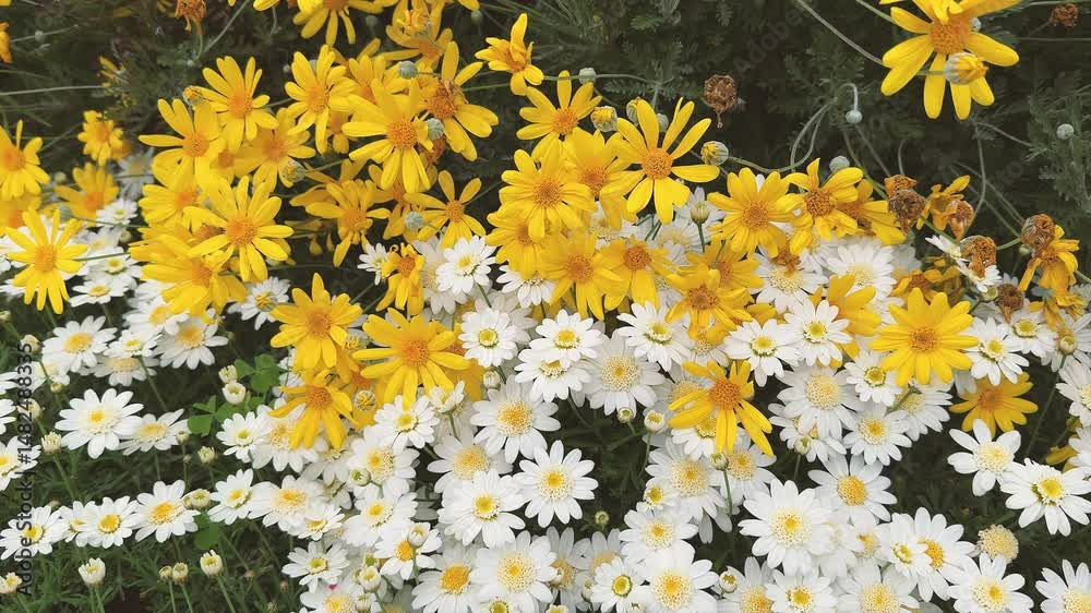 marguerite daisy, yellow and white flowers  in a  garden
