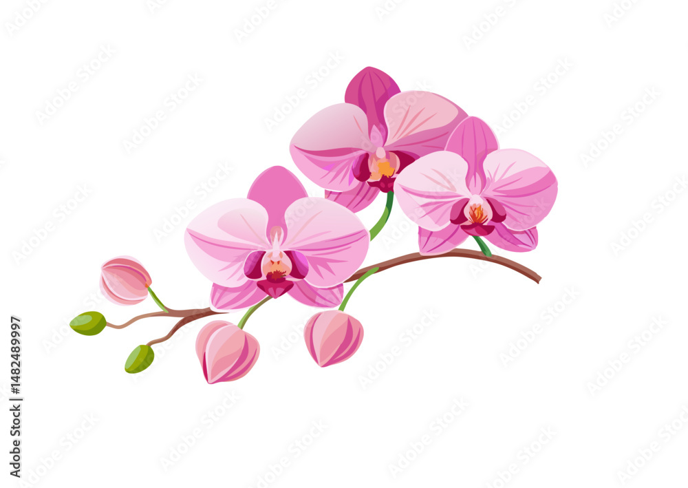 Obraz premium orchid isolated on white background
