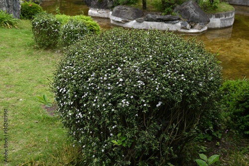 Snowrose (Serissa japonica) flowers. Rubiaceae evergreen shrub. Used as a garden tree or bonsai, the pale purple-tinged white flowers in early summer look like snow falling on the green leaves. photo
