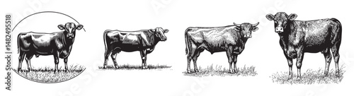 Vintage Illustrations of Cattle in Various Poses and Perspectives, vintage retro hipster logo design, vector illustration, engraving design