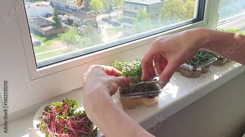 Woman cuts of the micro greens in the plastic container. Food