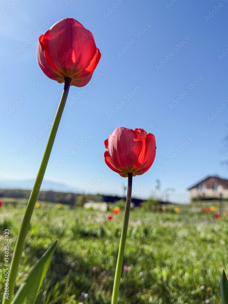 Obraz premium Vue en contre-plongée de tulipes colorées en pleine floraison, capturée depuis le dessous, avec la lumière du soleil traversant ses pétales translucides sur un fond de ciel bleu.