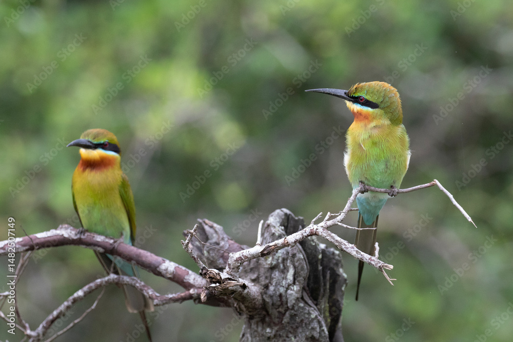 Obraz premium Chestnut headed bee eaters perched on a branch enjoying the warmth of the sun.
