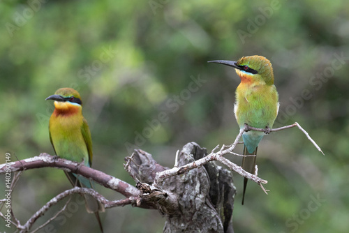 Chestnut headed bee eaters perched on a branch enjoying the warmth of the sun.