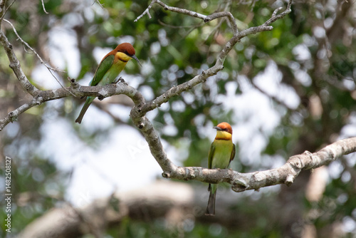 Chestnut headed bee eaters perched on a branch enjoying the warmth of the sun.