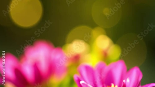 Two golden hoverflies face each other in mid air