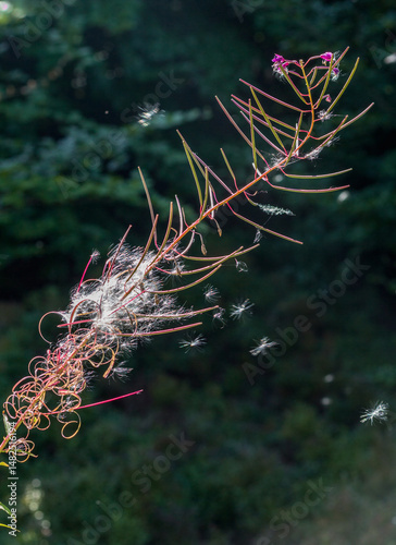 fireweed flower with seeds..