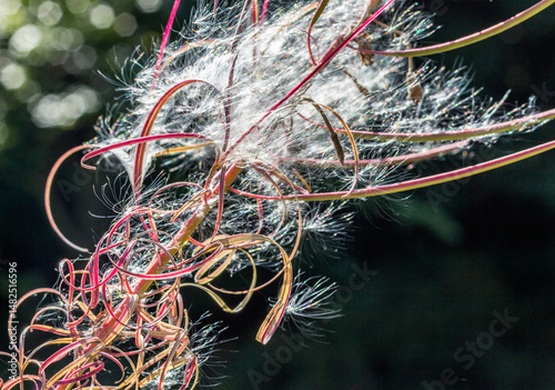 fireweed flower with seeds..