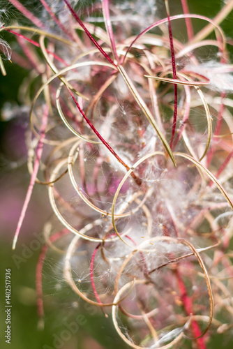 fireweed flower with seeds..
